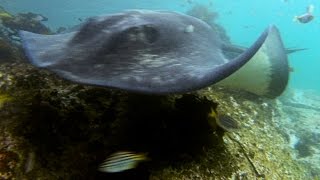 Smooth Stingrays or Bull Rays Dasyatis brevicaudata at Tathra Wharf NSW [upl. by Suirada797]