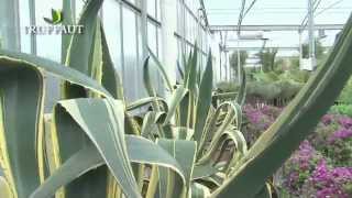 Agave  plantation et entretienles informations essentielles en 1 minute  Truffaut [upl. by Tebasile]