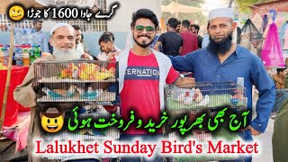 Lalukhet Sunday Birds Market Karachi 2024 Latest Update in Urdu Hindi Ep116  Lalu Khet Bird Market [upl. by Merriam]