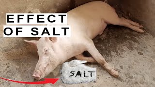 Salt in Pigs Feed During Grower Feed Formulation [upl. by Druce]