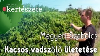 Parthenocissus quinquefolia  Kacsos vadszőlő ültetése  Megyeri Szabolcs online Kertészet Szeged [upl. by Katha]