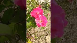 French Rose  Rosa gallicaGolapshort trending shortsfeed shortvideo nature subscribegarden [upl. by Clio]