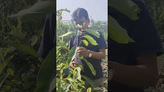 আসফল গাছ।।।।at my garden 🏡shortvideo viralvideo garden engineer gardenart [upl. by Enidualc412]