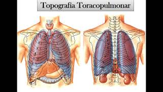 Pulmón [upl. by Bathesda]