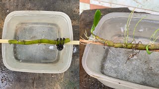 how to propagate orchids with water [upl. by Nellaf]