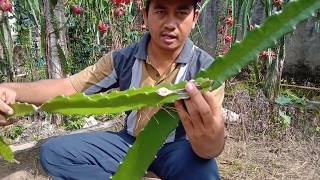 Panduan Membuat Bibit Buah Naga  Cara 1  Dragon Fruit Planting [upl. by Enilesoj153]