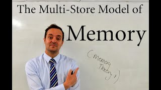 GCSE OCR Psychology  Memory Theory 1 The Multistore Model [upl. by Nreval532]