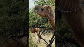 animals travelcamel camel camelcamelcamel wildlife nature 100 5k viralvideo shortvideo [upl. by Isiah]