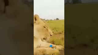 Landa vs Singa shorts videoviral animals hewan [upl. by Jarred]