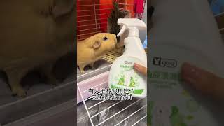 Proven effectiveness Use more for stubborn urine scale Guinea pig Guinea pig car Douyin Doub [upl. by Danica792]