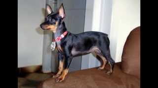 Pinscher Miniatura  Matrizes e Padreadores [upl. by Twyla]