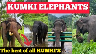 Kumki Elephants  The Best Of All Kumkis  Madarasi Vlogs [upl. by Htebazil]