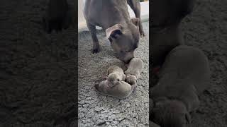 Dad meets his 1 day old puppies for the first time cutepuppy doglife staffordshirebullterrier [upl. by Suilienroc114]