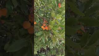 Madroño con frutos arbutus anedo nature tree strawberry arbustos [upl. by Wollis]