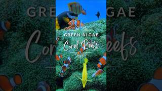 Amazing Green hair Algae Benefits for Coral Reefs  Underwater  Tropical Fish [upl. by Reagan762]