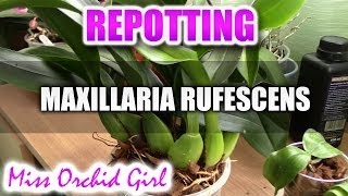 Repotting Maxillaria Rufescens Orchid [upl. by Nageem332]