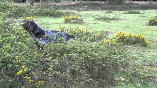 Italian Spinone Sh Ch Michiamo Baradello and Michiamo Valtellina hunting [upl. by Loreen]