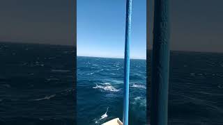 Ship🛳️ encountering Strong wind☄️swell🚢reels ocean youtubeshorts subscribe like share shorts [upl. by Ahsit]