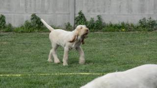 Spinone italiano  4 moths old puppies with German pointer [upl. by Nawed]