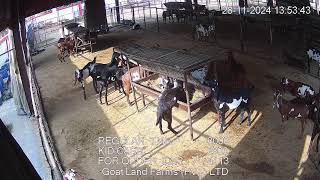 Goat Land Farms Live Stream [upl. by Nnilsia]