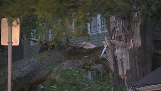 Trees are exploding after the 7 day heat wave [upl. by Teyut]