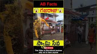 🐘గజరాజు🐘 Elephant going to temple telugufacts animals god facts shorts youtubeshorts abfacts [upl. by Chaney]