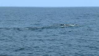 Frances Fleet Whale Watch Galilee RI 08052014 [upl. by Niveek]