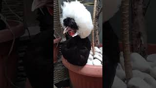 Ayam hias white crested black polish [upl. by Koblick]