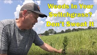 What Weed Killer Is Safe To Spray On Switchgrass  RC Big Rock [upl. by Ahsian]