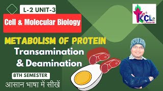 L3 Unit3 Metabolism of Protein amp Amino Acids  Transamination amp Deamination  Cell amp Molecular Bio [upl. by Razatlab848]