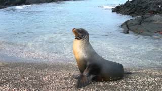 Sonido de Foca  Sonidos de Animales para Niños [upl. by Iramat]