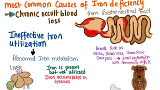 Anisocytosis  veterinary haematology [upl. by Ahtael]