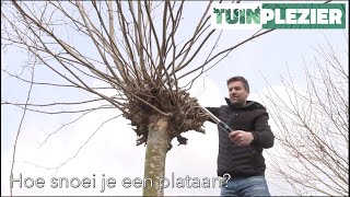 Hoe snoei je een plataan  TUINPLEZIER [upl. by Helm]