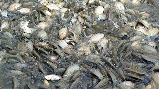 How To Feed Monosex Tilapia  Tilapia Fish Farming In Bangladesh  মনোসেক্স তেলাপিয়া চাষাবাদ [upl. by Stoller290]