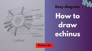 How to draw echinus diagram। Easy echinus diagram ।आसानी से echinus बनाना सीखे। [upl. by Iretak120]