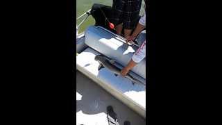 Shark fishing tampa off of weedon island [upl. by Vezza927]