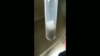 Bananas DNA experiment August 30 2024 a video without edit [upl. by Haidebej297]