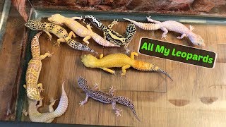 Leopard Geckos Roaming My Room [upl. by Allx]