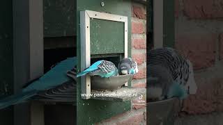 Parkieten geluiden – Parakeet sounds – Lovebird sounds – Budgerigar sounds – Aviary sounds [upl. by Knowling]