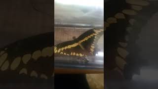 Swallowtail butterfly [upl. by Akela]