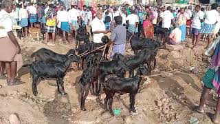 selam mecheri goat market video  gurus worldyoutube goat youtuber video [upl. by Yrellih]