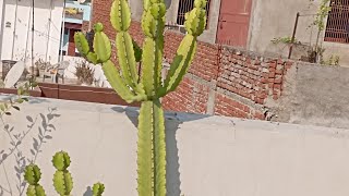 namskarjicandelabra plant y euphorbia ingens plant ki cair tipstrending subscribe viralvideos [upl. by Ludie]