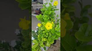 Allamanda flowering plant garden vinelike shortvideo subscribe [upl. by Brandea]