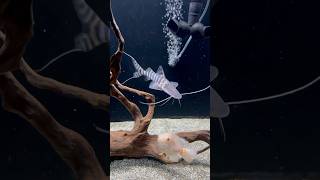 My tigrinus catfish aquarium fish tiger beautiful [upl. by Ojyram]