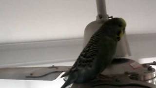 Birdie Birdie Num Num Budgie Goes around on our Ceiling Fan [upl. by Anidan]