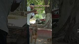 ये बेजुबान ही मेरी जान और भगवान है god dogs monkey [upl. by Llehsar]