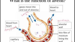 Gas exchange Part 2 Awesome alveoli adaptations [upl. by Juni]