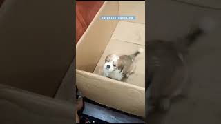 Pom pet dog unboxing trending bestofroja doglover shortsfeed dogbreeds viralshorts viralvideo [upl. by Fabriane]