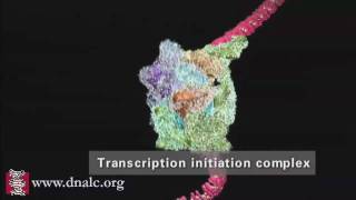 DNA Transcription Advanced [upl. by Nessah641]