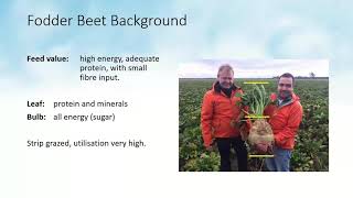 Feeding fodder beet to dairy cows [upl. by Rillis]